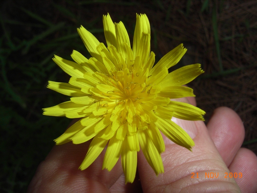 Sonchus tenerrimus / Grespino sfrangiato